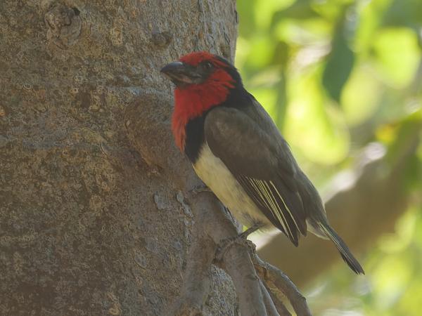 Black-collared barbet (Lybius torquatus)